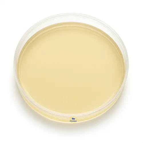 FLAGELLA STAIN